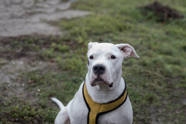 dogo-argentino