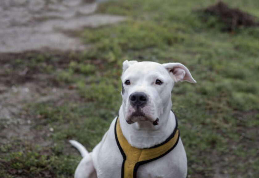 dogo-argentino