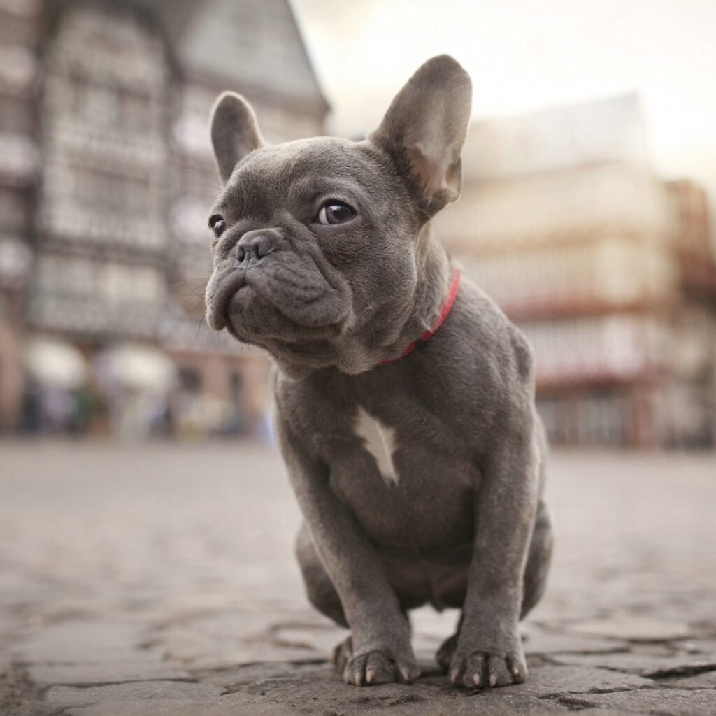 french_bulldog_2-wallpaper-1600x900