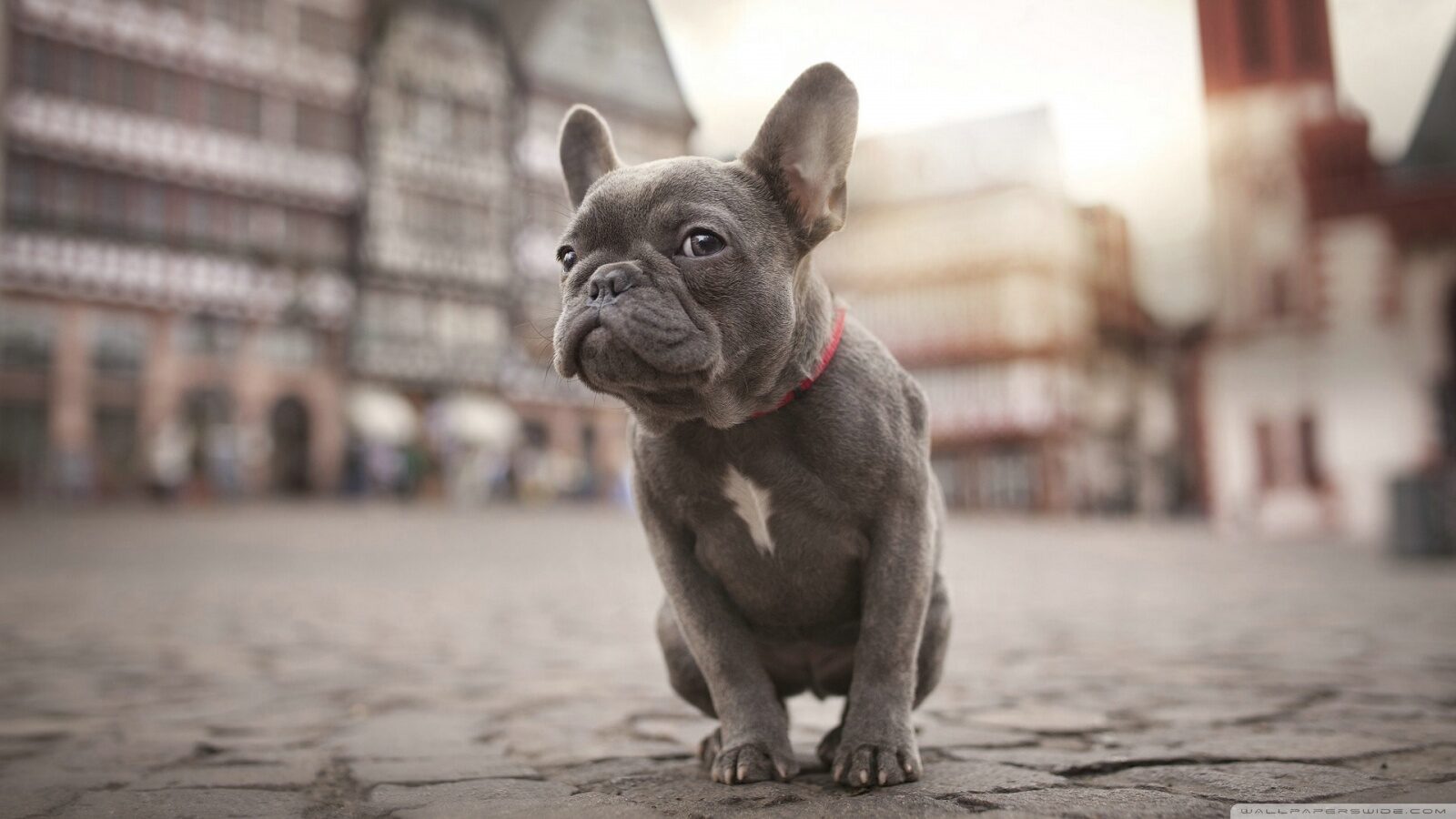 french_bulldog_2-wallpaper-1600×900