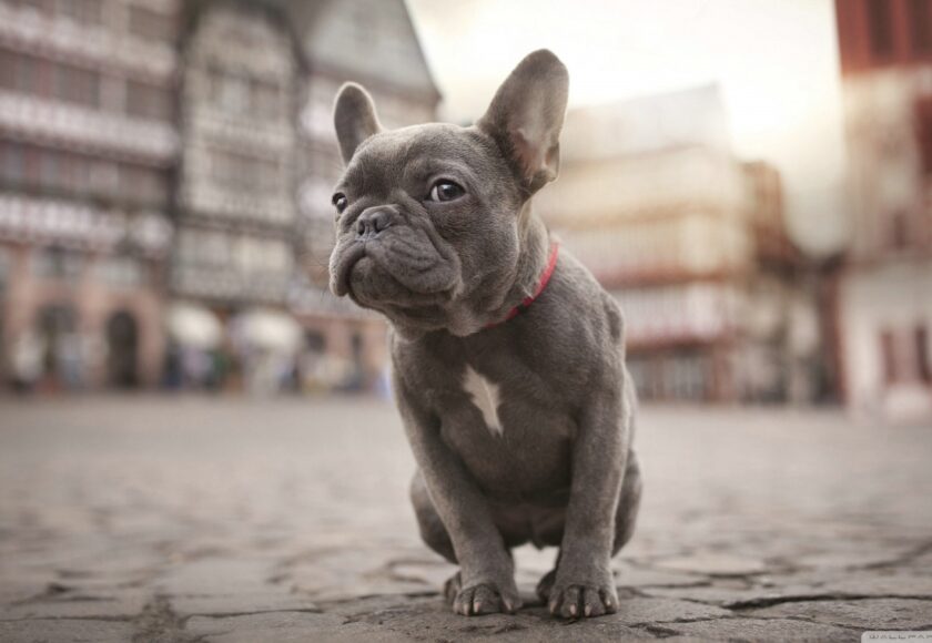 french_bulldog_2-wallpaper-1600×900