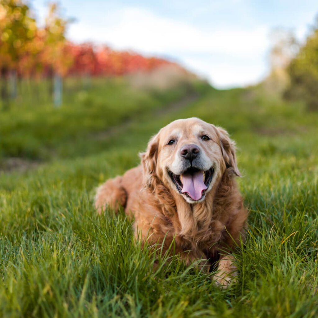 golden-retriever