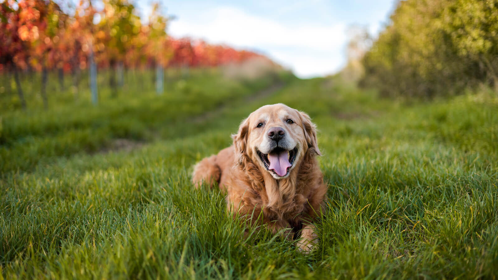 golden-retriever