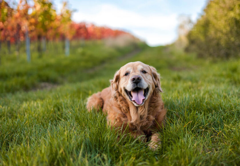 golden-retriever