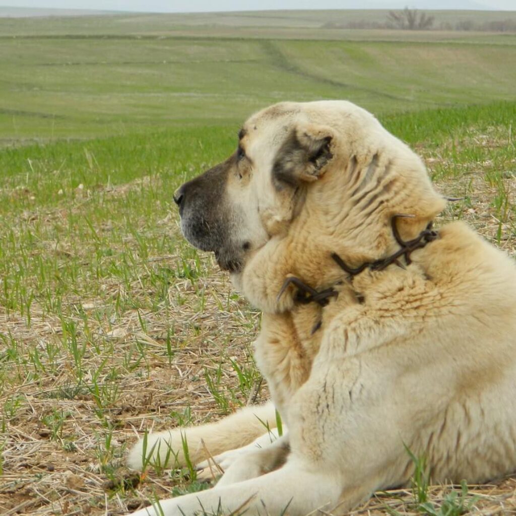 kangal-coban-kopegi