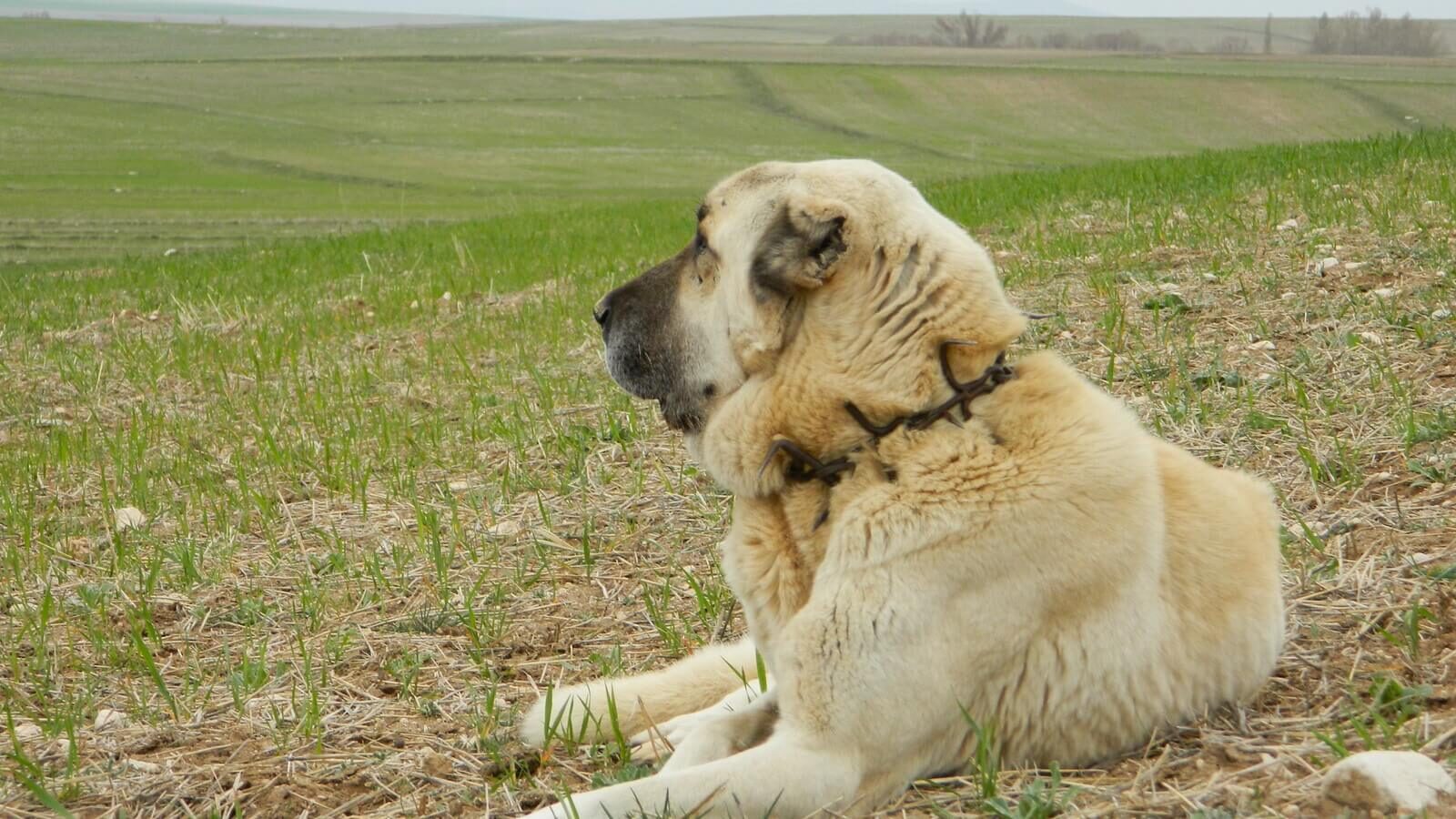 kangal-coban-kopegi