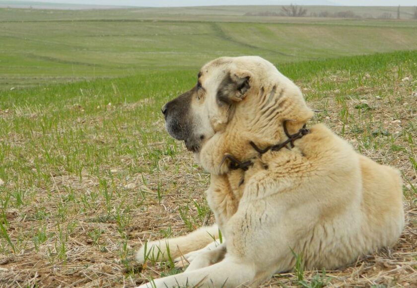 kangal-coban-kopegi