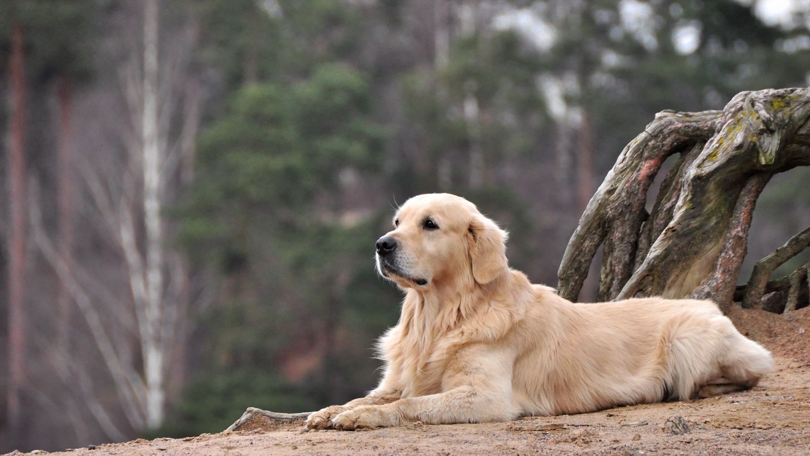 labrador_retriever