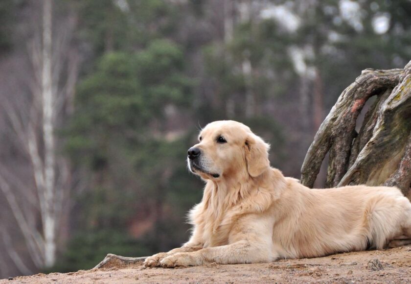 labrador_retriever