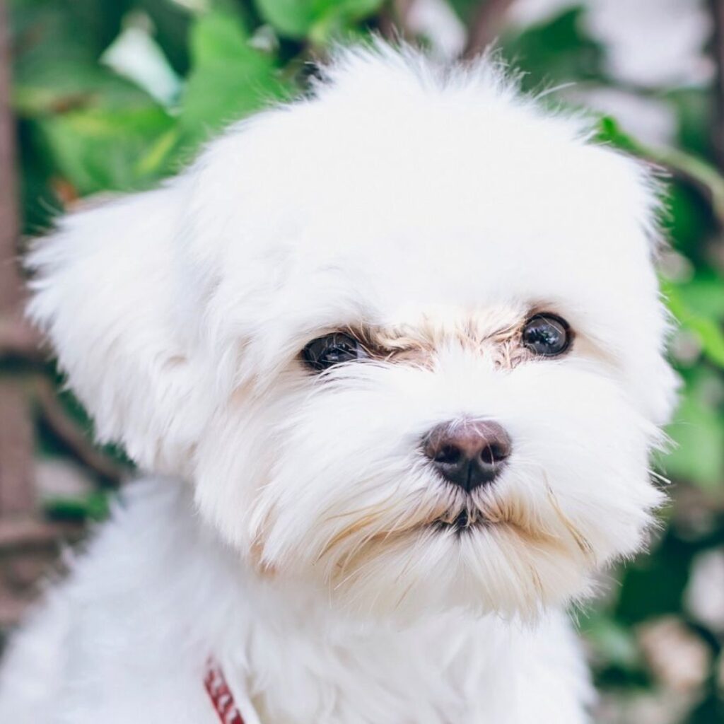 maltese_terrier