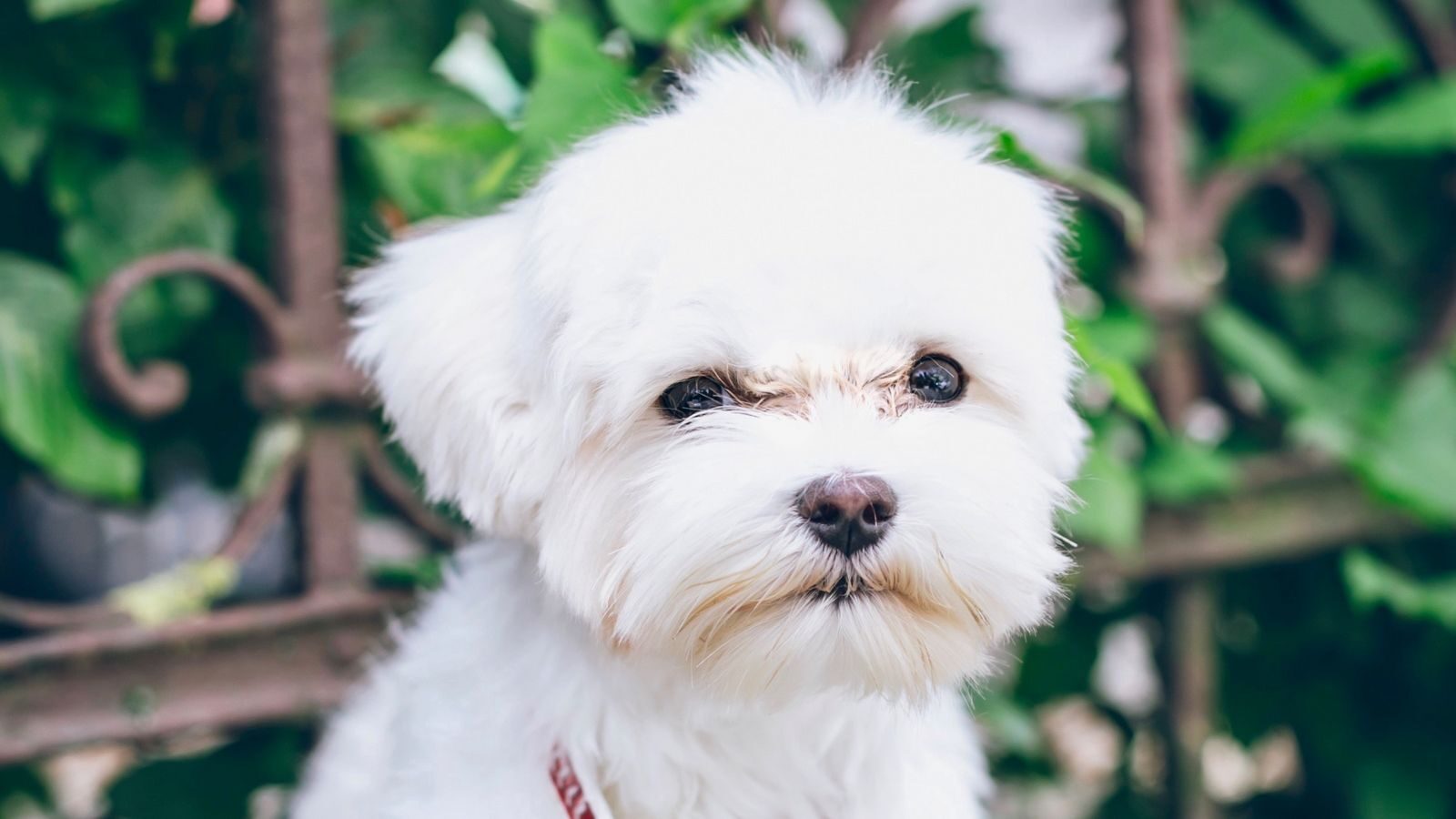 maltese_terrier