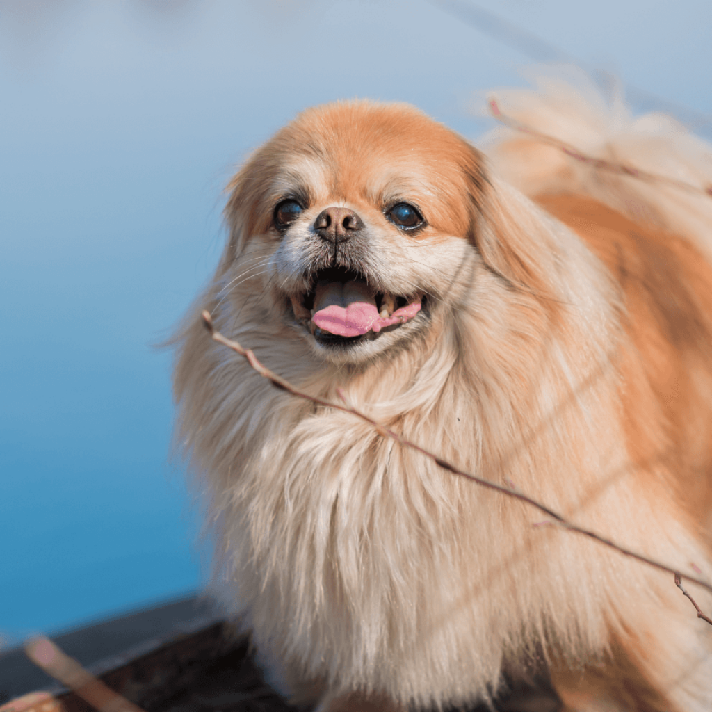 pekingese