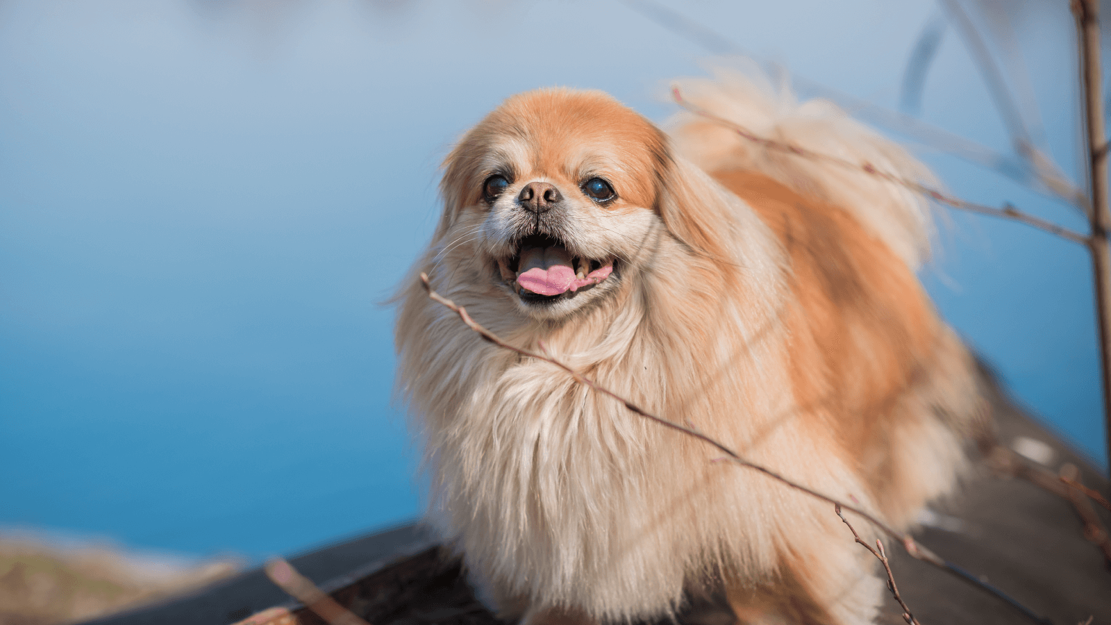 pekingese