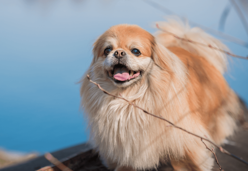 pekingese