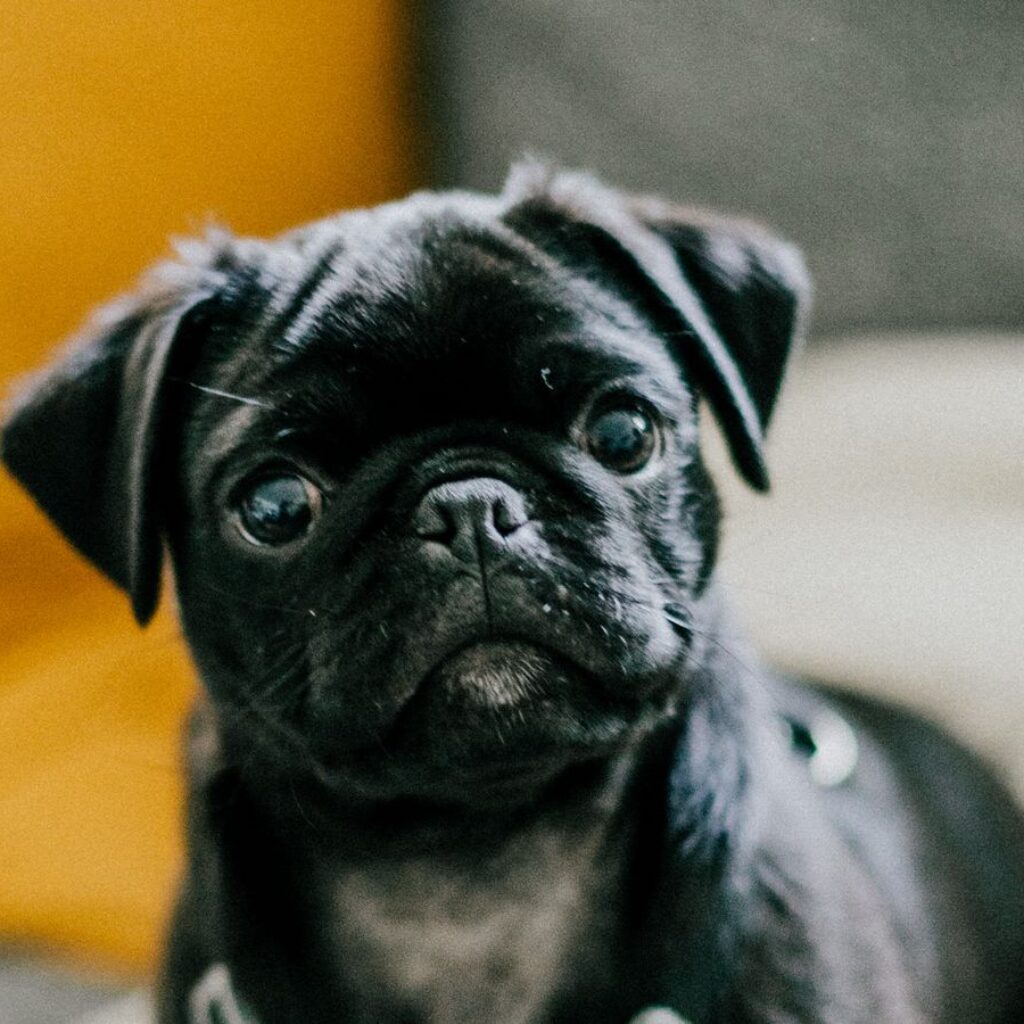 pug