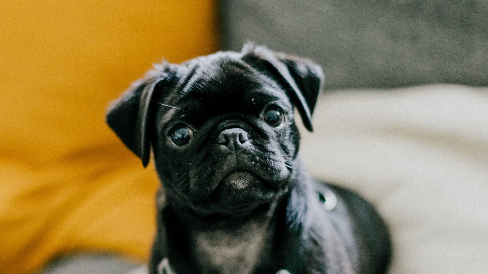 pug