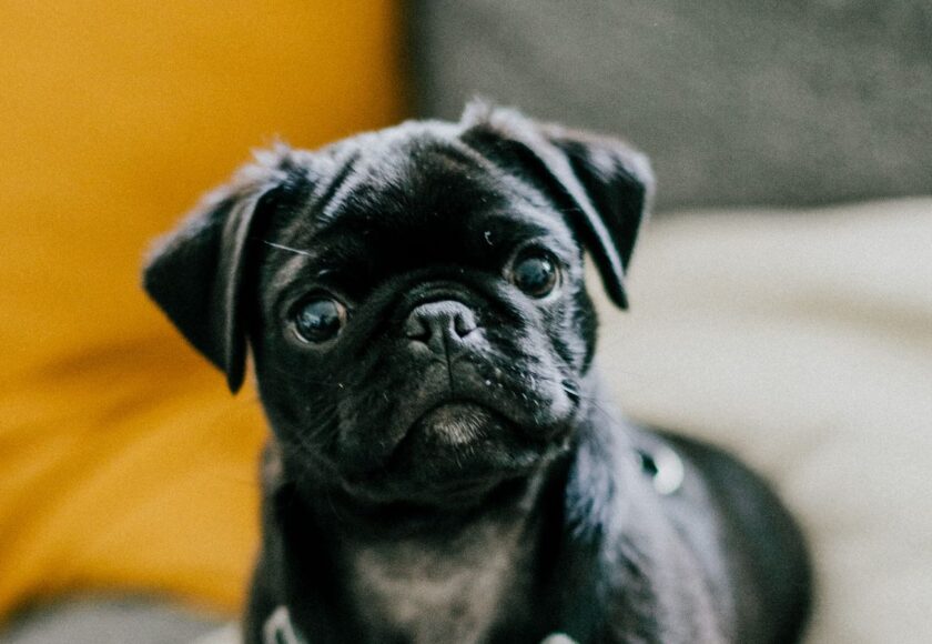 pug