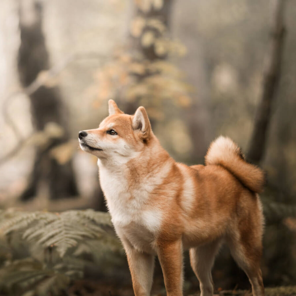 shiba-inu