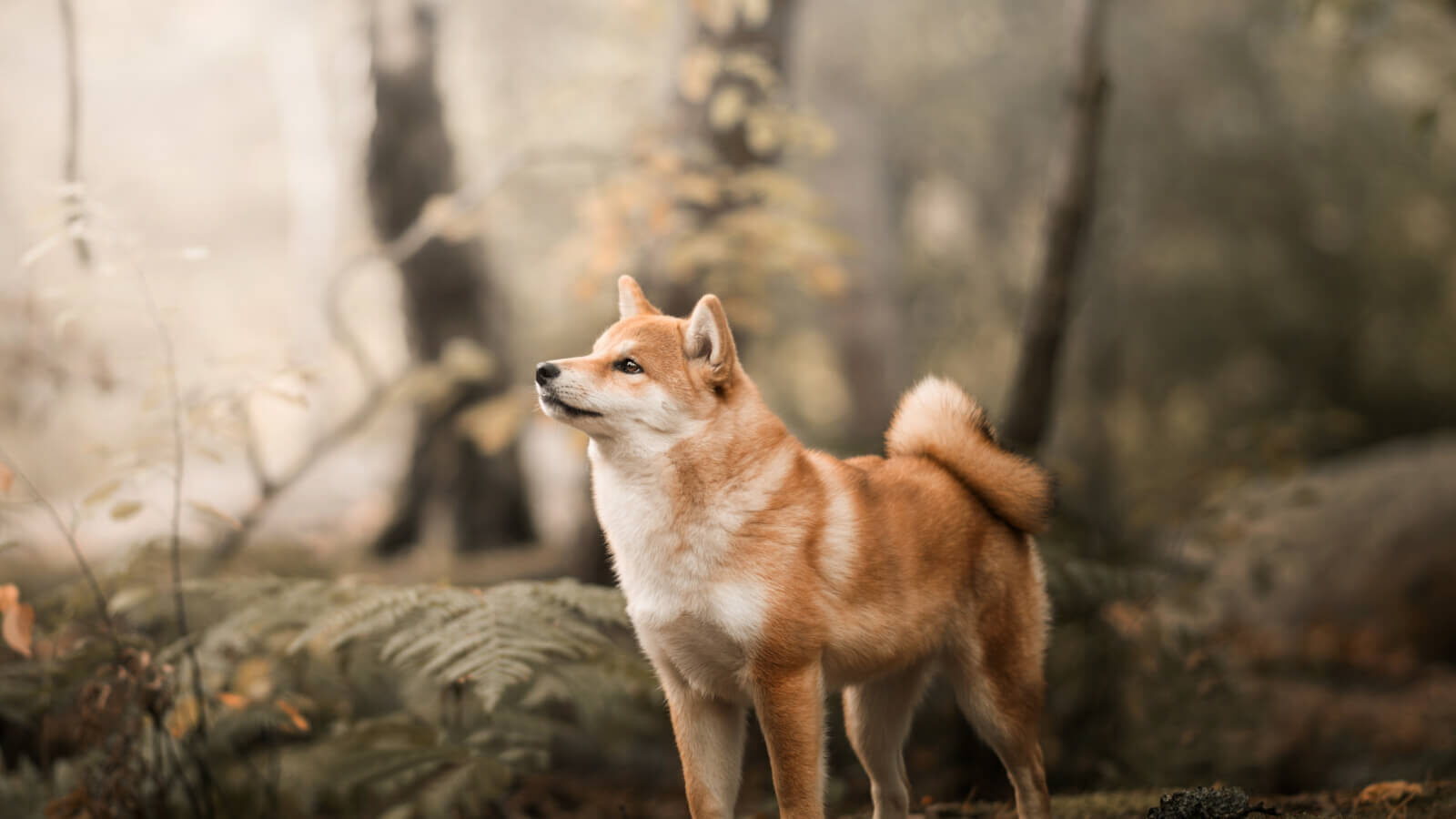 shiba-inu