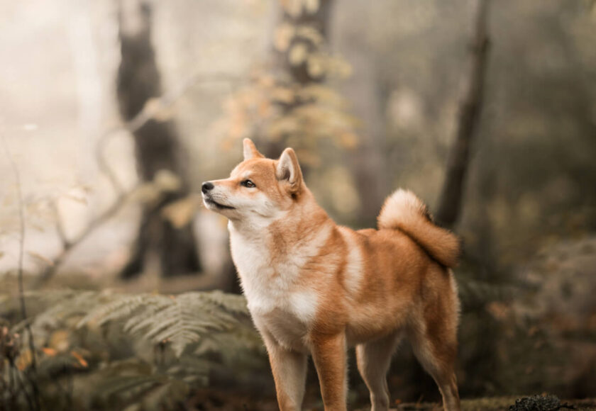 shiba-inu